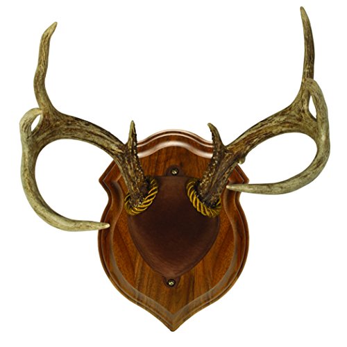 Walnut Hollow Country Deluxe Antler Display Mounting Kit in Solid Walnut for Mule Deer & Whitetail Deer (29628) 9.00" x 12.00"