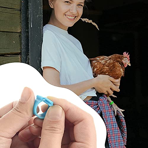 BCP 100pcs 5 Color Poultry Leg Bands Bird Chicks Ducks Chicken Clip-on Rings Size 7 (5/8inch)